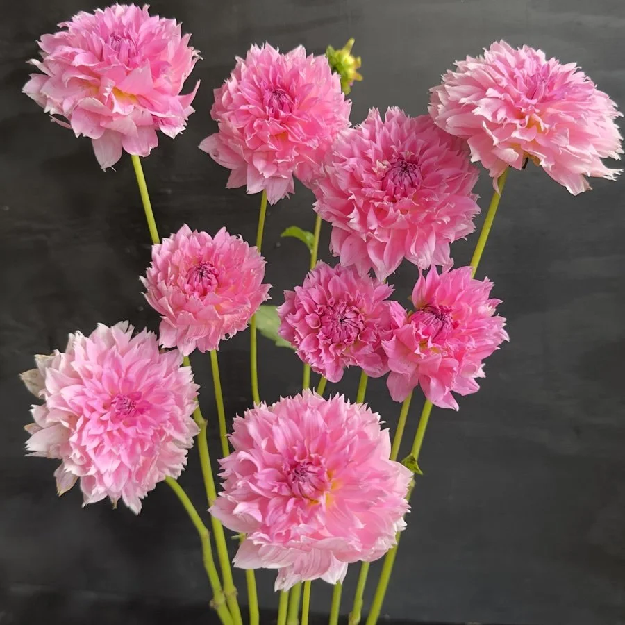 Lee's Dragonfruit Fizz Dahlia — GOLDENROD GARDENS